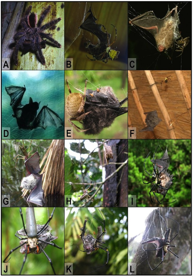 bat-eating-spiders