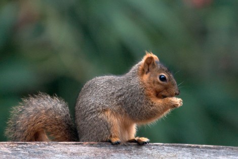 california-squirrel
