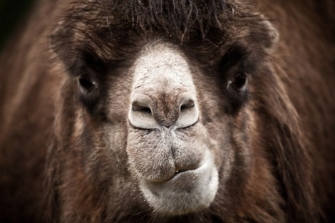 camel_face