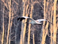 Whooping cranes could be killed by the Keystone XL Pipeline, yet they have remained silent on the threat