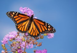 We can safely say you probably shouldn't wear monarch butterflies.