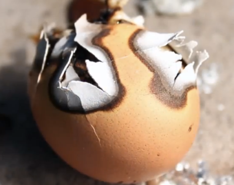Holy crap look what it did to this egg