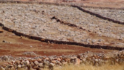 Epic drought in Syria's farmland, shown here, may have inflamed civil unrest.