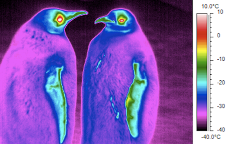 thermal_penguins