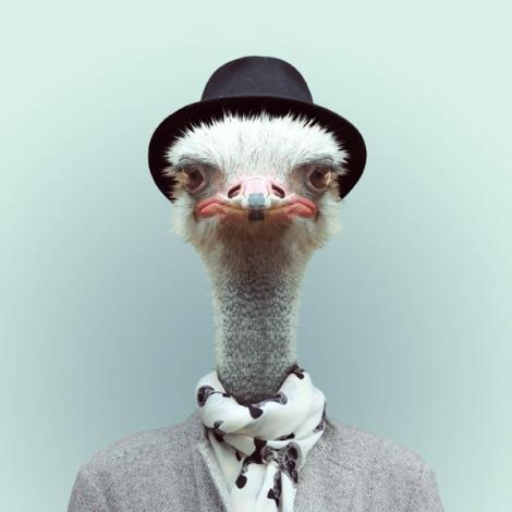 yago_partal_ostrich