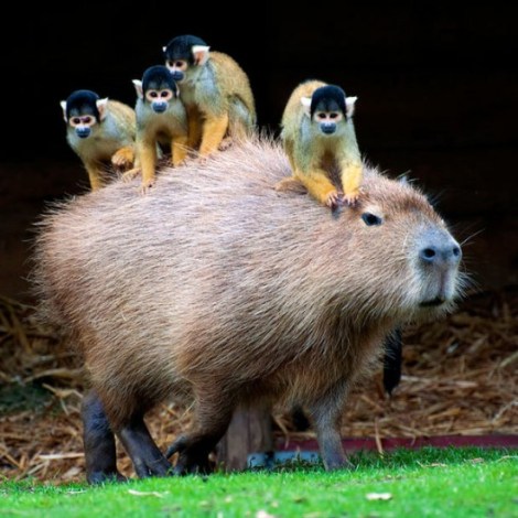 capybara_pals_2