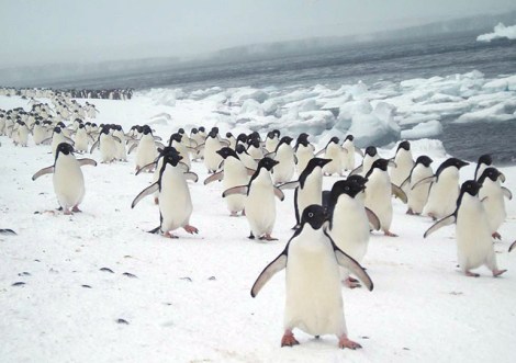 emslie_penguins