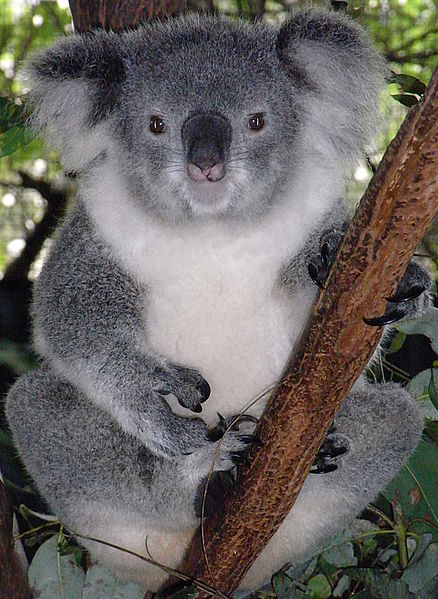 Friendly_Female_Koala