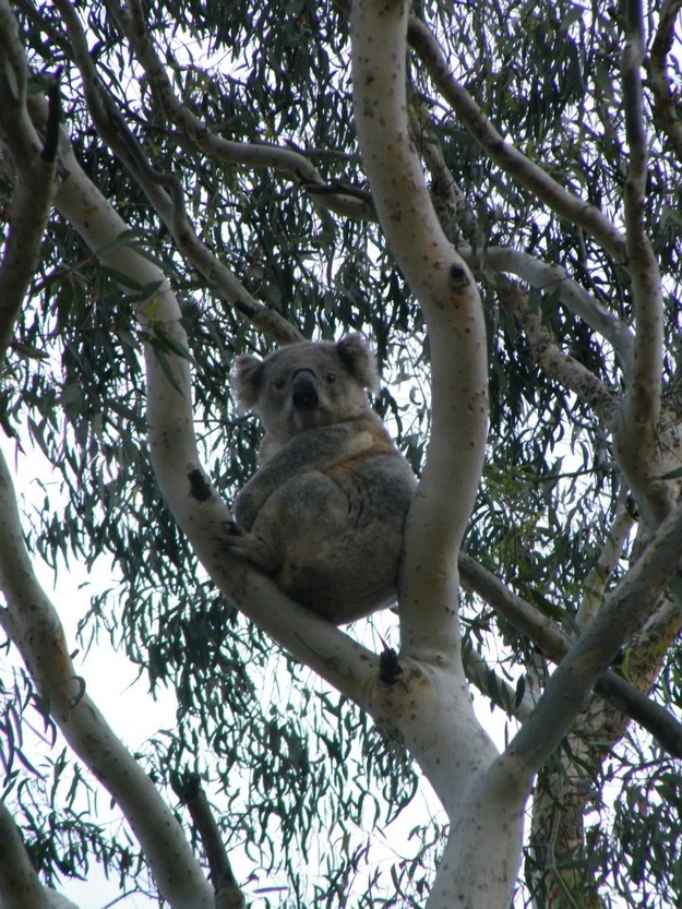koala_tree