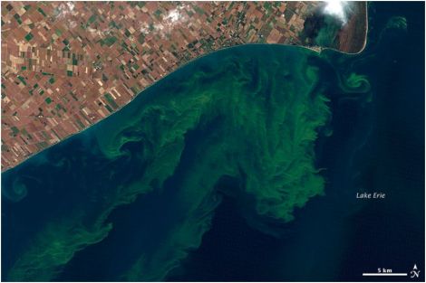 lake erie algae 2011 EARTH OBS