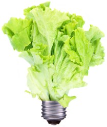 a lettuce light bulb