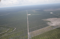 Where the doughnuts come from: palm oil plantation on recently cleared peatland rainforest. 