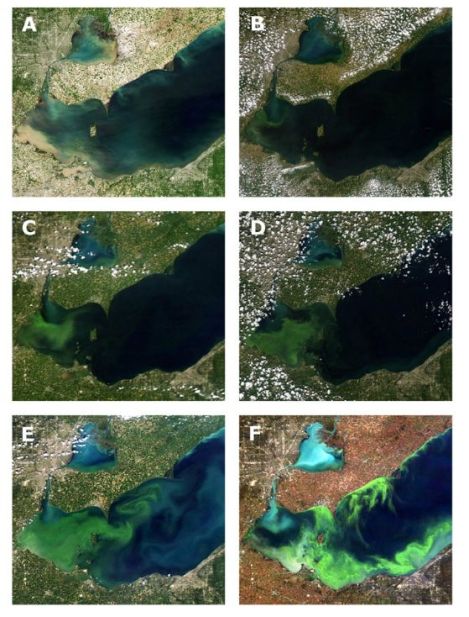 progression of algae pnas