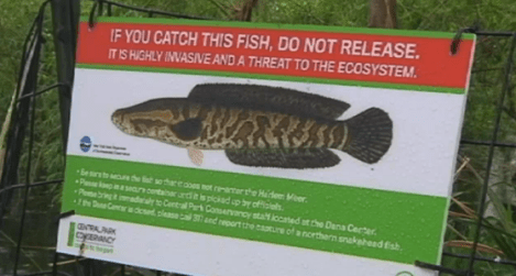 Please Do Not Look After This Fish. Thank you.
