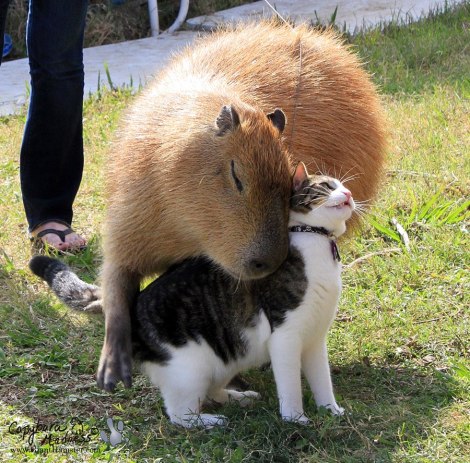 capybara_pals_1