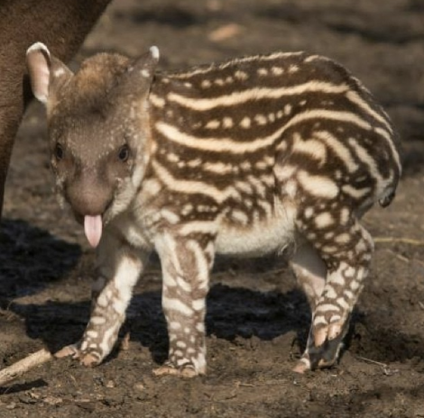 zooborns_tapir
