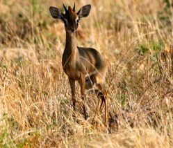 What's threatening the dik dik: Everything. The bouncy dik dik will be your guide for part 3.