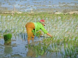 Agricultural workers in the developing world, many of them women, are vulnerable to climate change.