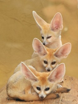 The fennec fox will be your guide for part 2.