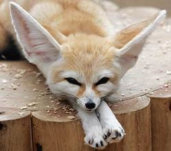 Previous utility reform!? This fennec is all ears.