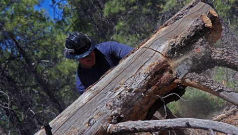 Firefighting greenhorn Jake Hess, 23, practices his chainsaw control on a fallen tree.