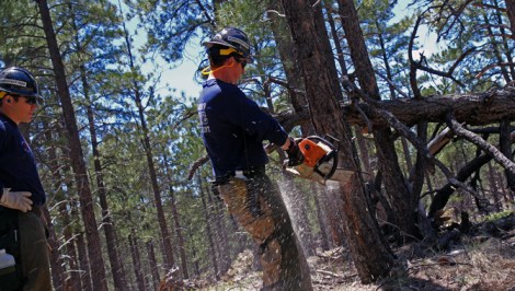 In Arizona’s Coconino National Forest, wildfire crew boss Skyler Lofgren chops down a problematic pine. 