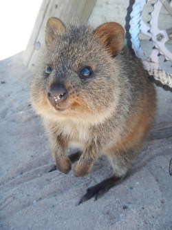 This quokka doesn't quite get the Occupy PUCs joke.