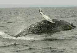 Humpback whales are a protected species that migrates along the California coastline.