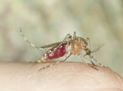 Mosquitoes are bringing malaria to polar regions as the climate changes.