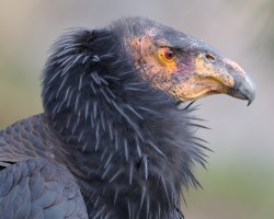 A California condor -- is it expendable?