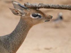 This dik dik is imagining an energy efficient house. Are you?