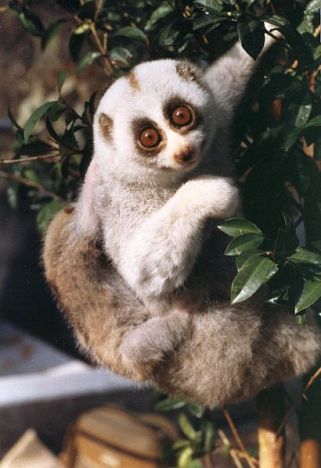 Speaking of complex organisms, don't keep slow lorises as pets.