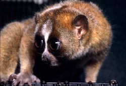 The slow loris will be your guide for part 4.