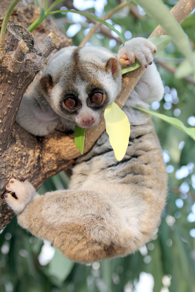 Slow lorises aren't used to dealing with energy, either.