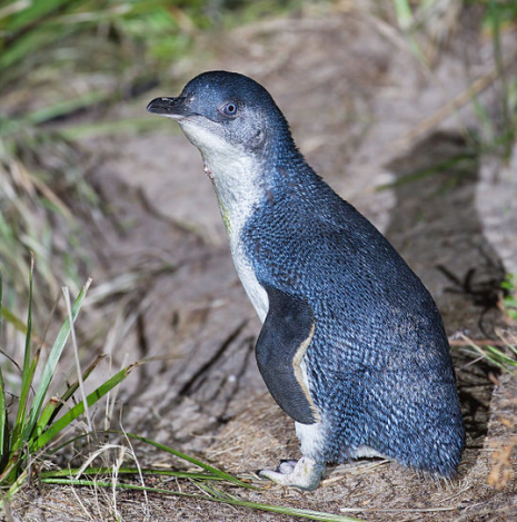 little-penguin-australia