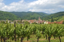 France's vineyards are safe from frackers.