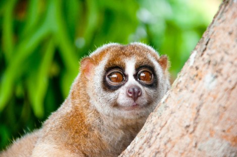 This slow loris can see the world of energy democracy, and yes, it's cool. 