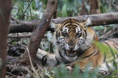 Sumatran tiger caught in a snare near a palm oil plantation. It sadly died.