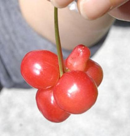 creepy-mutated-cherry