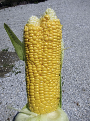 creepy-mutated-corn