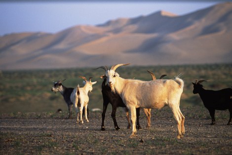 Goats in the Gobi Desert.