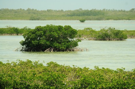 Mangroves, like these in the Florida Keys, help protect coastal areas from storm surges.