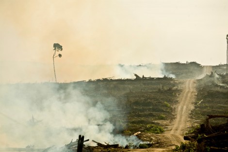 Open burning in a newly cleared rainforest at Duta Palma's PT Ledo Lestari palm oil plantation.