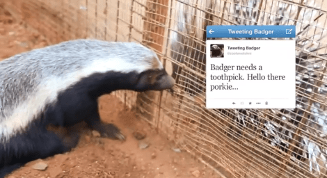 tweeting-honey-badger