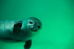 This post is not about seal levels, so I'm outta here.