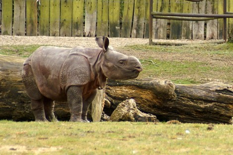 Baby rhinos: even weirder-looking than British royals.