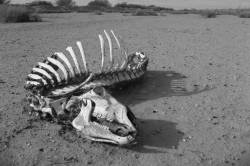 animal skeleton in the desert