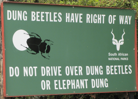 Dung beetles are doing it right.