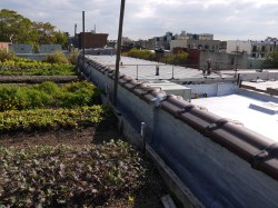 Eagle Street Rooftop Farm, Brooklyn