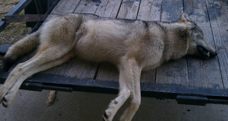 Supposedly the endangered wolf James Troyer shot.